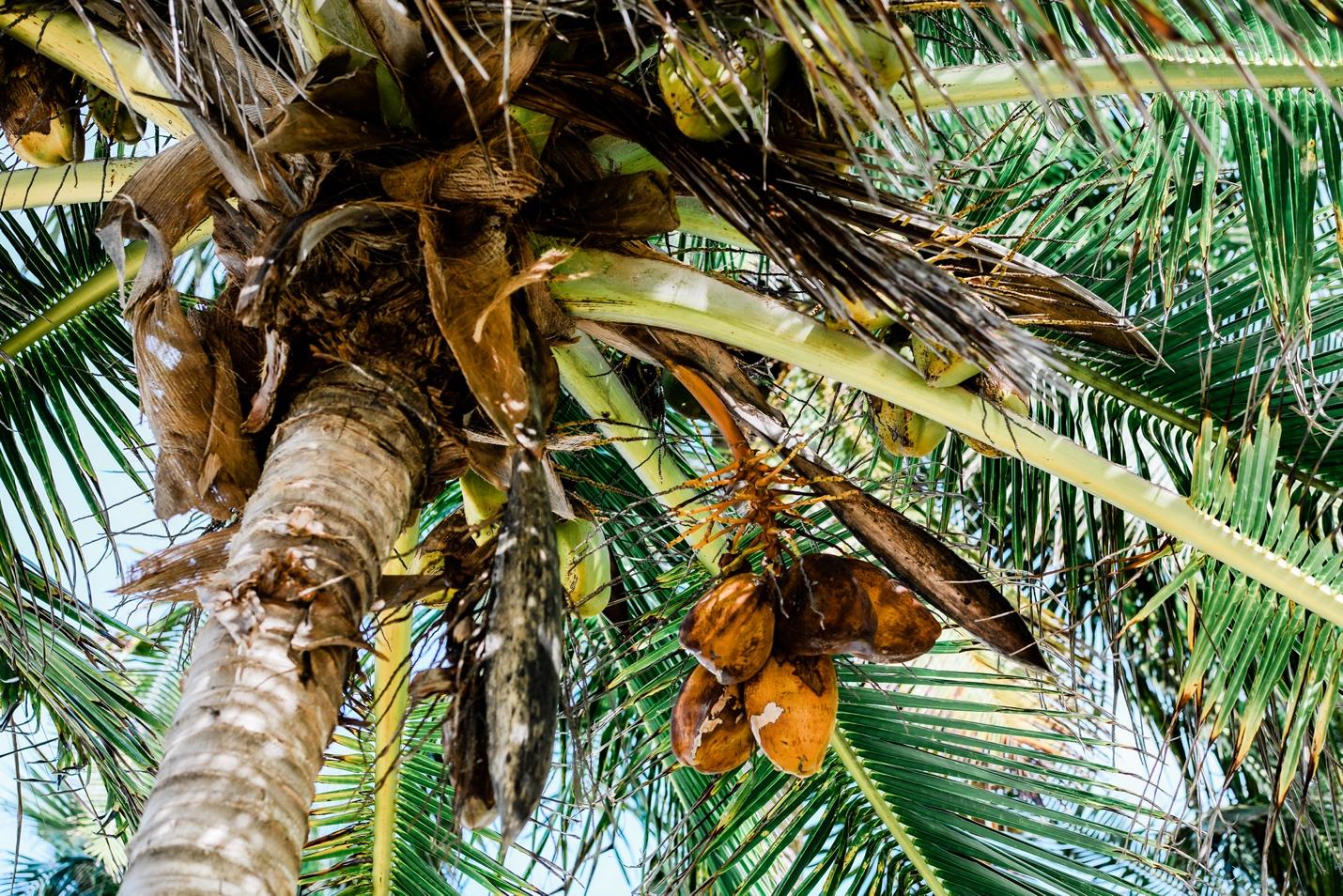 Coconut Tree